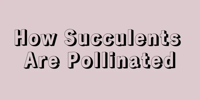 How Succulents Are Pollinated