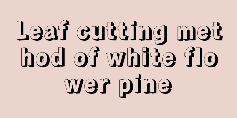 Leaf cutting method of white flower pine