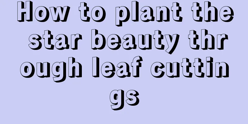 How to plant the star beauty through leaf cuttings