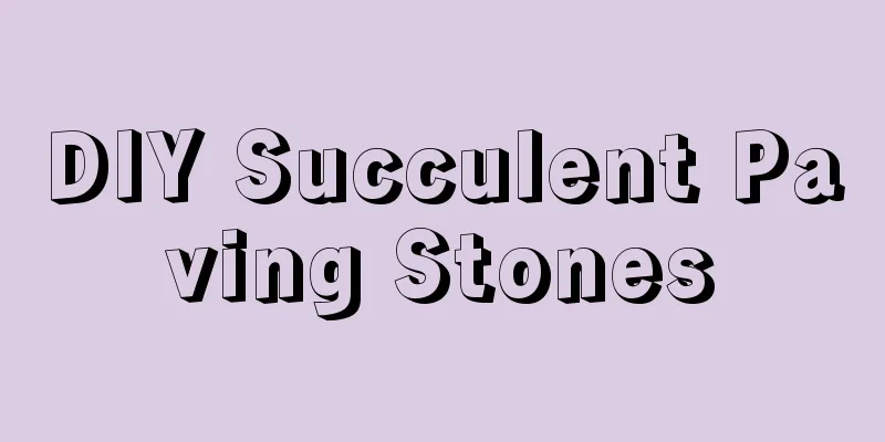 DIY Succulent Paving Stones