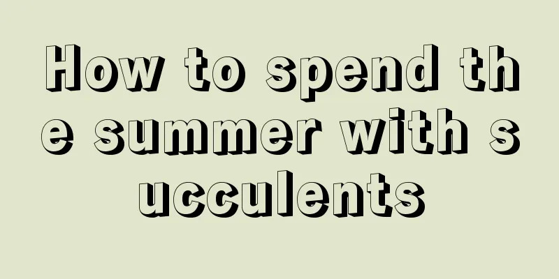 How to spend the summer with succulents