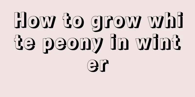 How to grow white peony in winter