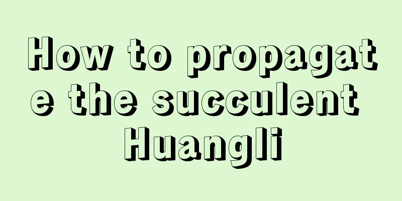 How to propagate the succulent Huangli