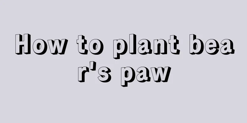 How to plant bear's paw