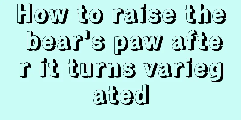 How to raise the bear's paw after it turns variegated