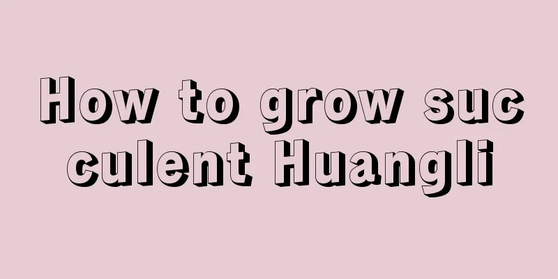 How to grow succulent Huangli