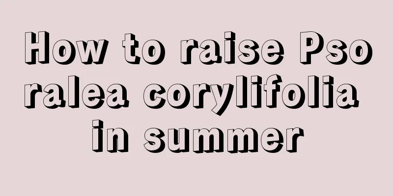 How to raise Psoralea corylifolia in summer