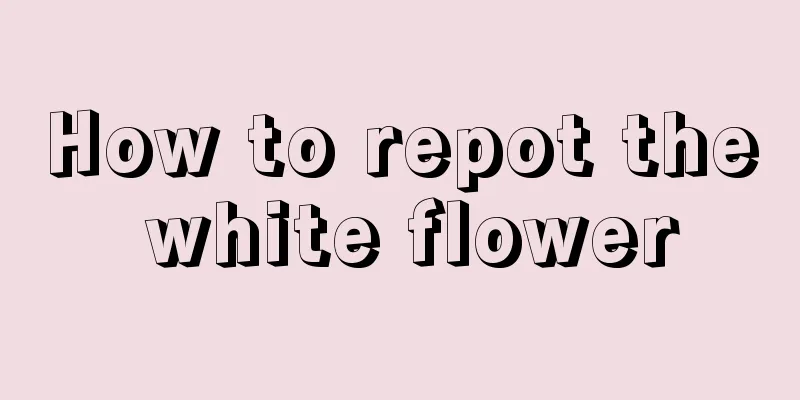 How to repot the white flower