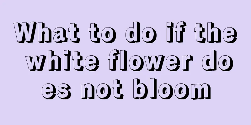 What to do if the white flower does not bloom