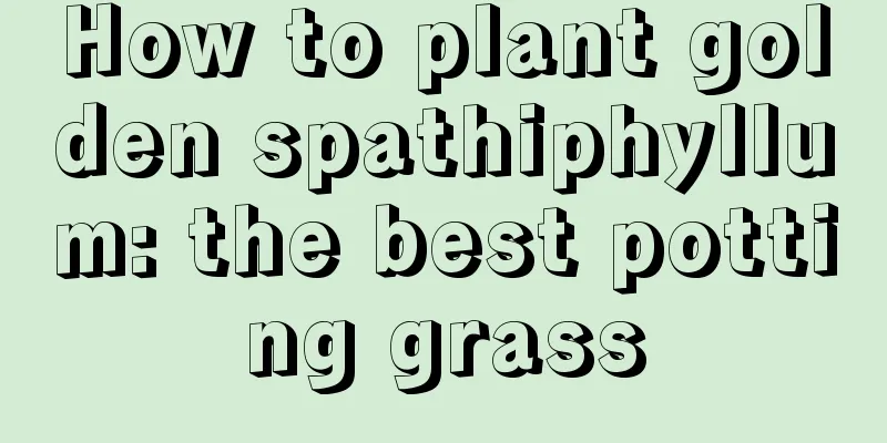 How to plant golden spathiphyllum: the best potting grass