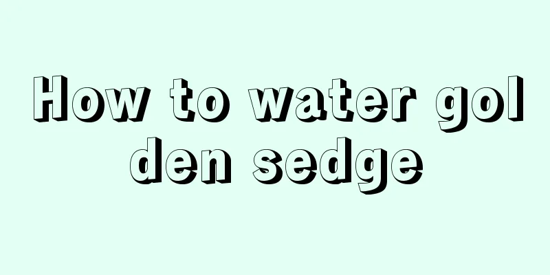 How to water golden sedge