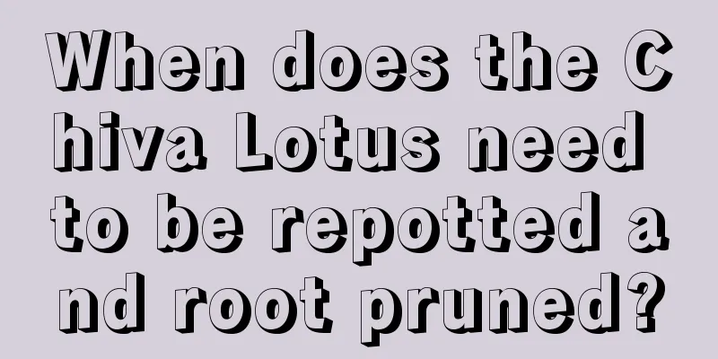 When does the Chiva Lotus need to be repotted and root pruned?