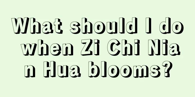 What should I do when Zi Chi Nian Hua blooms?