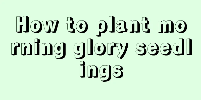 How to plant morning glory seedlings