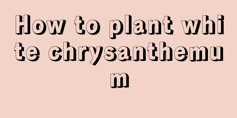 How to plant white chrysanthemum