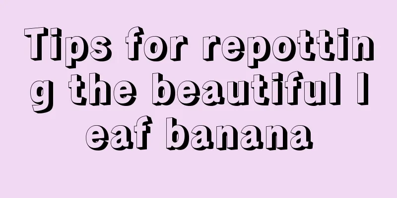 Tips for repotting the beautiful leaf banana