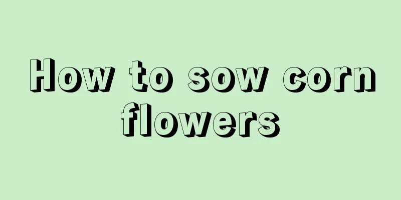 How to sow cornflowers