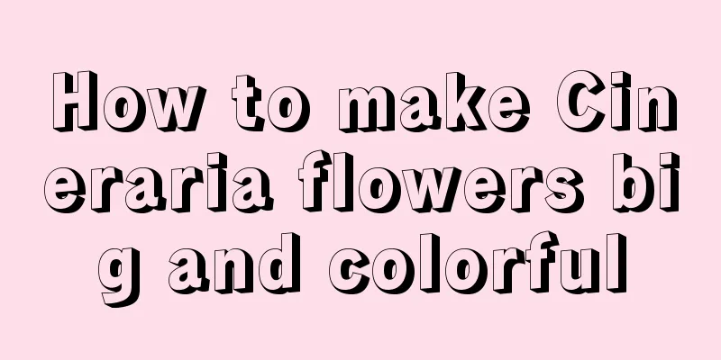 How to make Cineraria flowers big and colorful