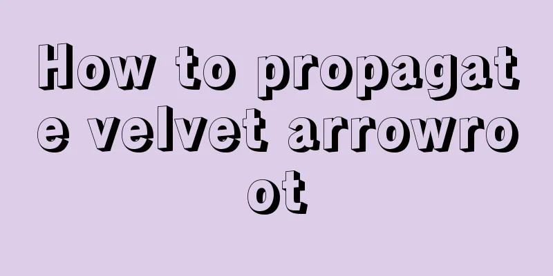 How to propagate velvet arrowroot