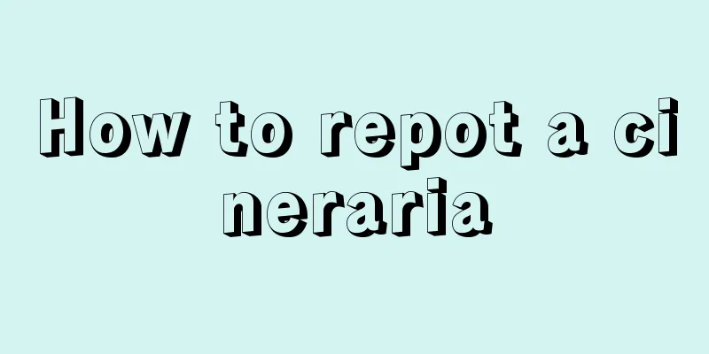 How to repot a cineraria