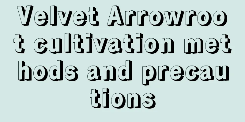 Velvet Arrowroot cultivation methods and precautions