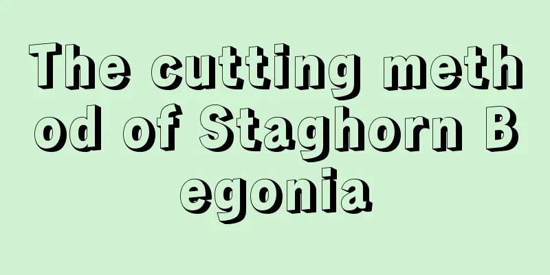 The cutting method of Staghorn Begonia