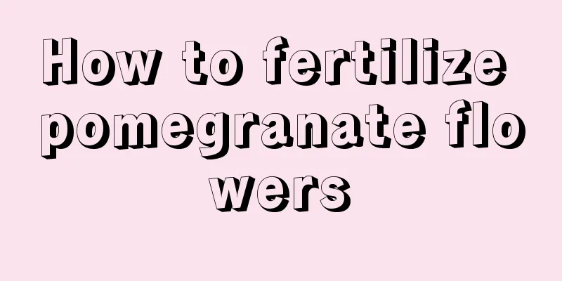 How to fertilize pomegranate flowers