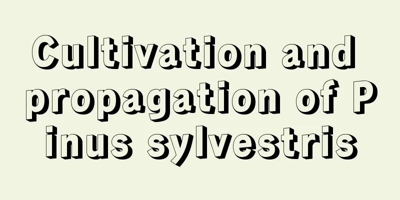 Cultivation and propagation of Pinus sylvestris