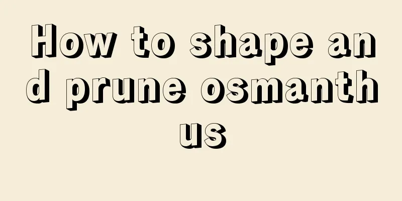 How to shape and prune osmanthus