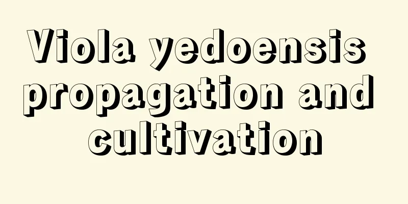 Viola yedoensis propagation and cultivation