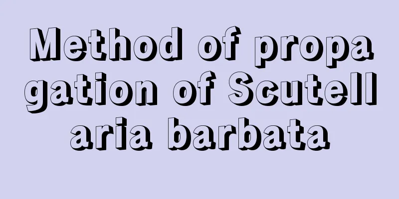 Method of propagation of Scutellaria barbata