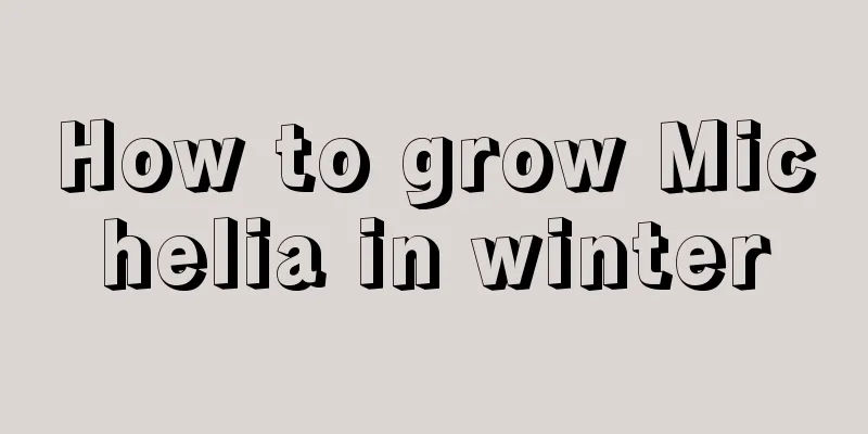 How to grow Michelia in winter