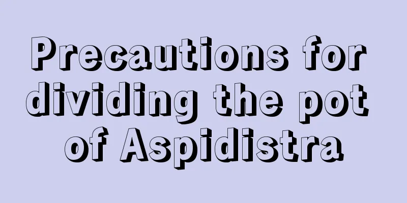 Precautions for dividing the pot of Aspidistra