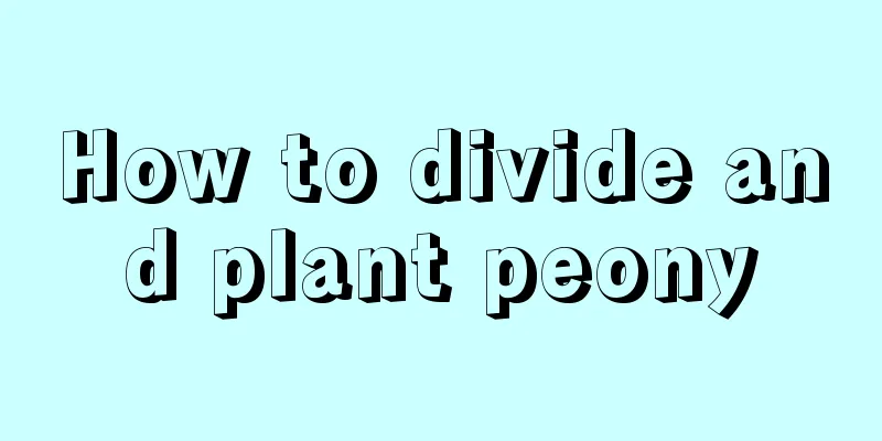 How to divide and plant peony