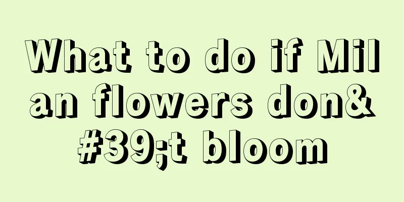 What to do if Milan flowers don't bloom