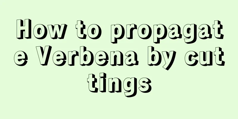 How to propagate Verbena by cuttings