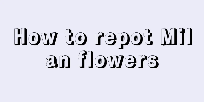 How to repot Milan flowers