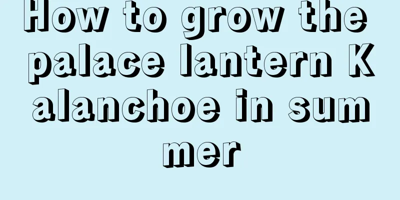 How to grow the palace lantern Kalanchoe in summer