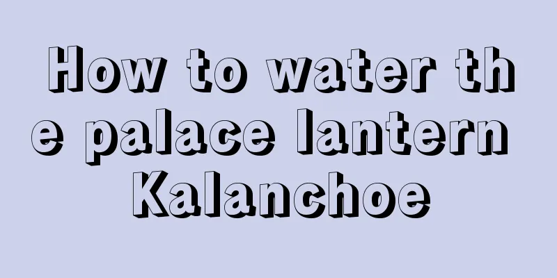 How to water the palace lantern Kalanchoe