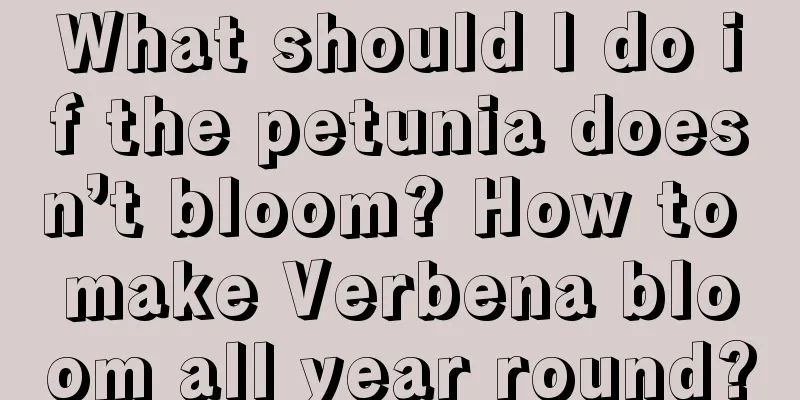 What should I do if the petunia doesn’t bloom? How to make Verbena bloom all year round?