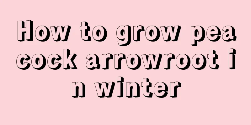 How to grow peacock arrowroot in winter