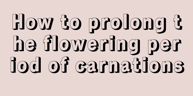 How to prolong the flowering period of carnations