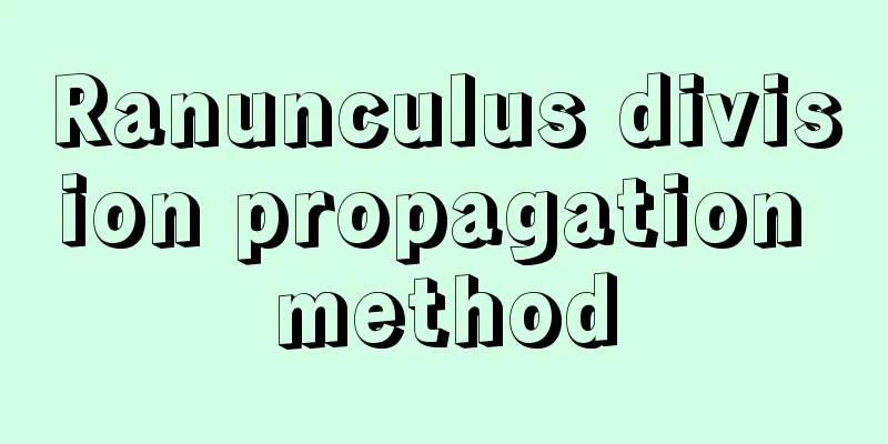 Ranunculus division propagation method