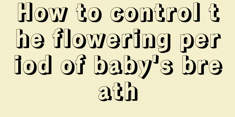 How to control the flowering period of baby's breath