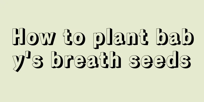 How to plant baby's breath seeds