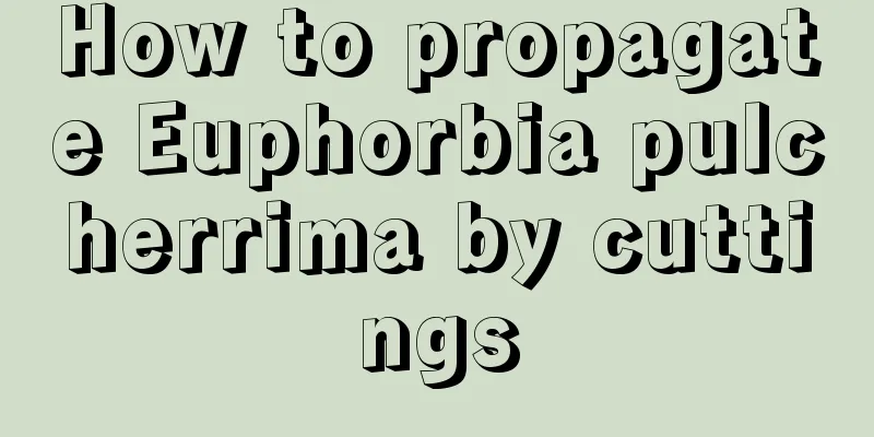 How to propagate Euphorbia pulcherrima by cuttings