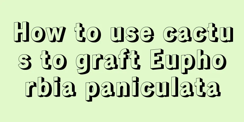 How to use cactus to graft Euphorbia paniculata