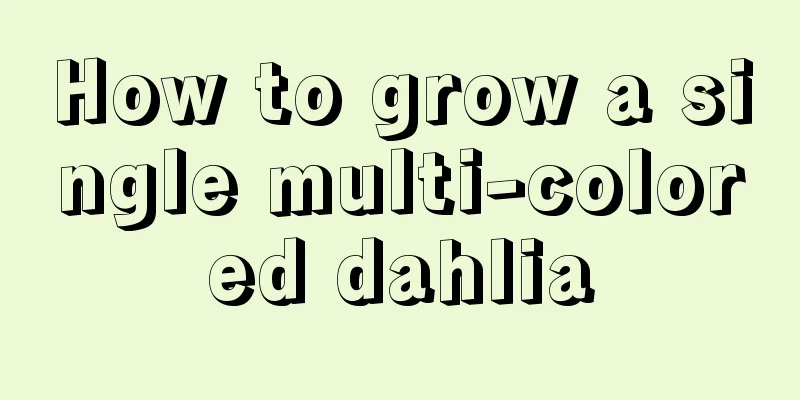 How to grow a single multi-colored dahlia