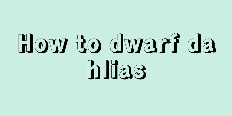 How to dwarf dahlias