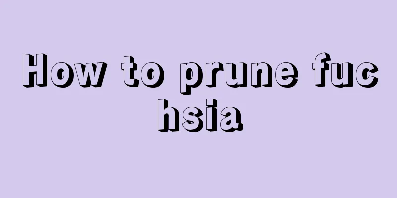 How to prune fuchsia